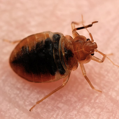 Bed Bugs Pest Control, Singapore