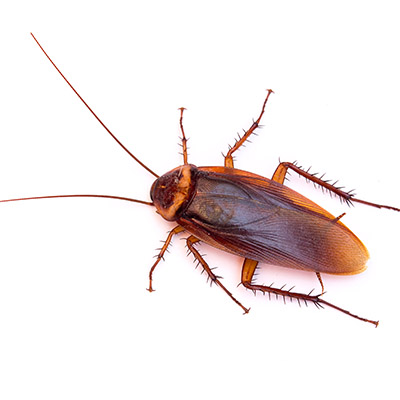 Cockroach Pest Control, Singapore