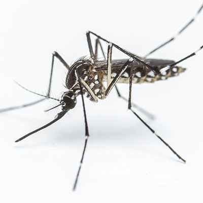 Mosquitoes, Singapore
