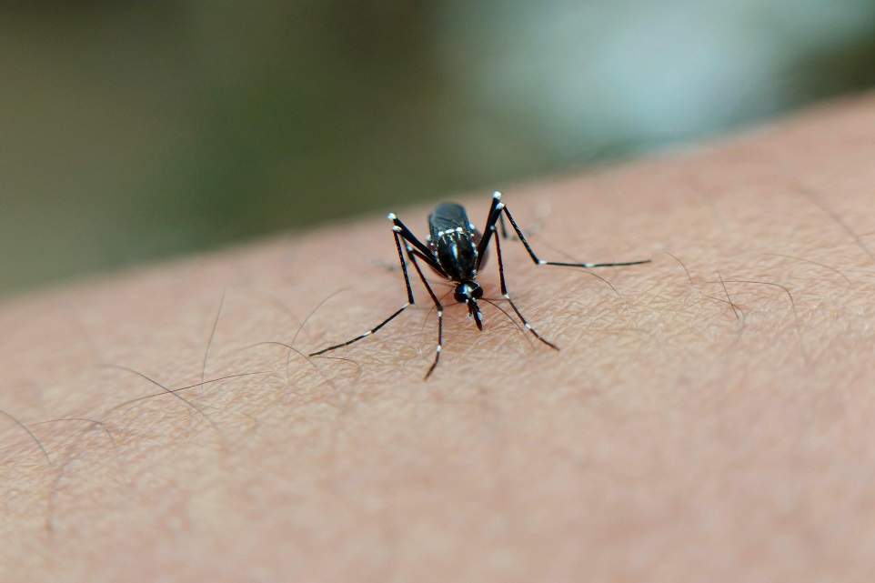 Aedes mosquito feeding on human skin, a primary carrier of dengue virus in Singapore.